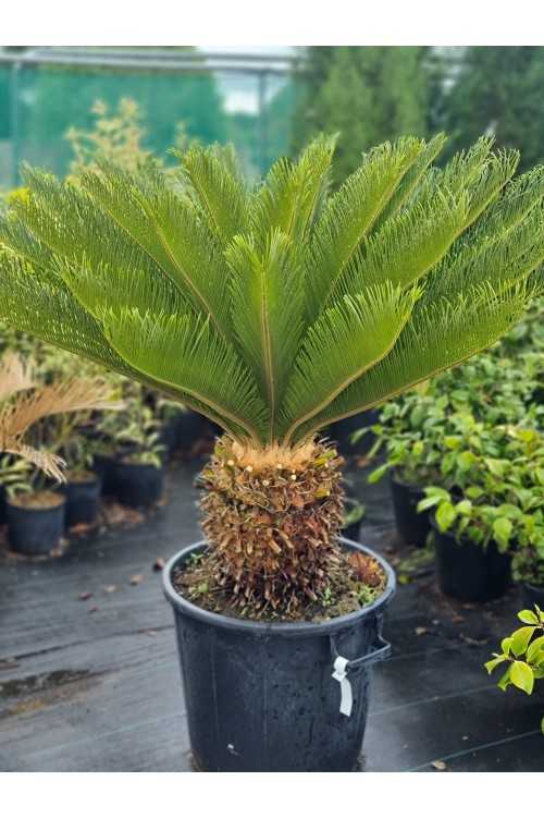 Cycas Revoluta