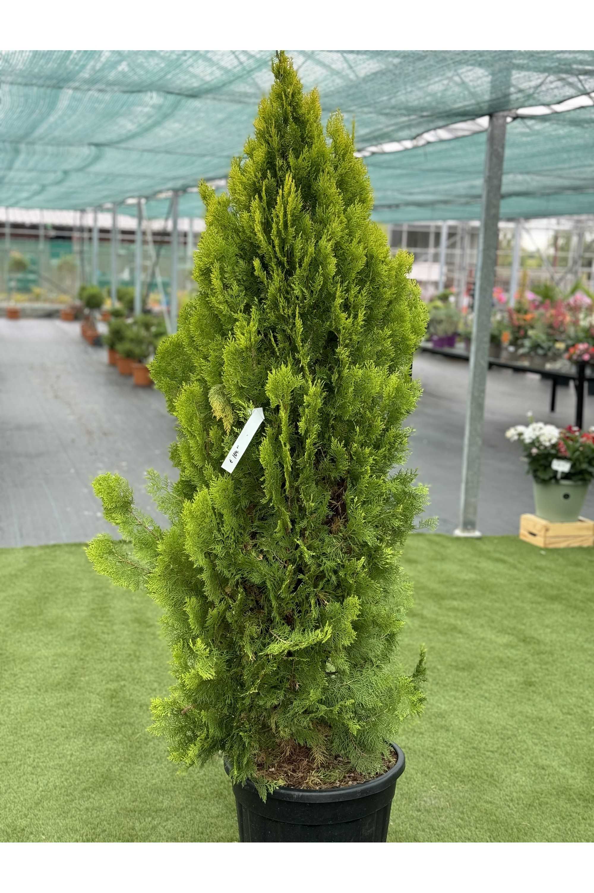 Thuja Orientalis Aur