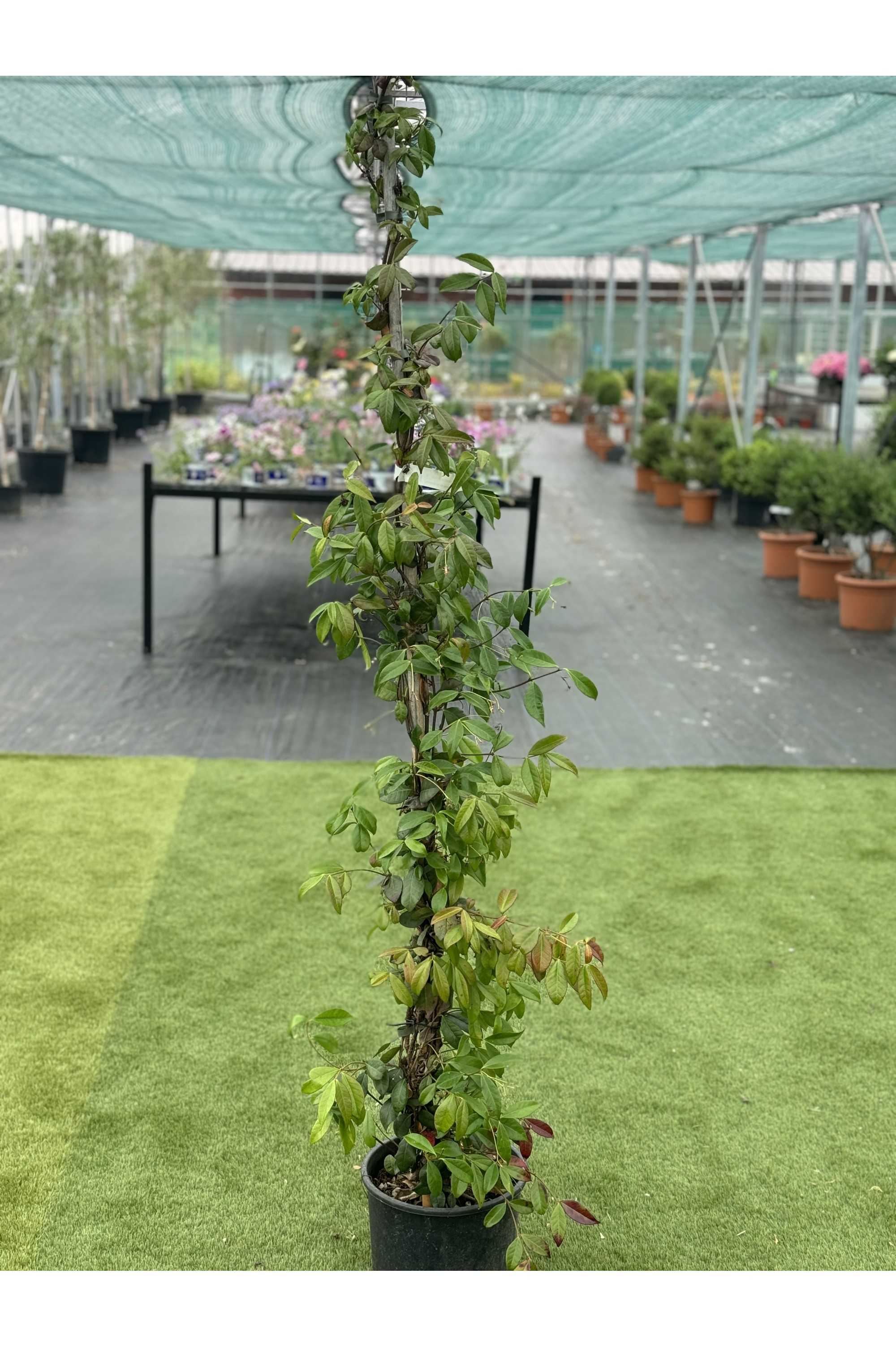 Rhyncospermum Jasminoides